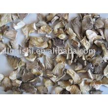 champignons d&#39;huîtres séchés
